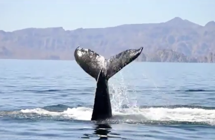 Humpback whale fluke