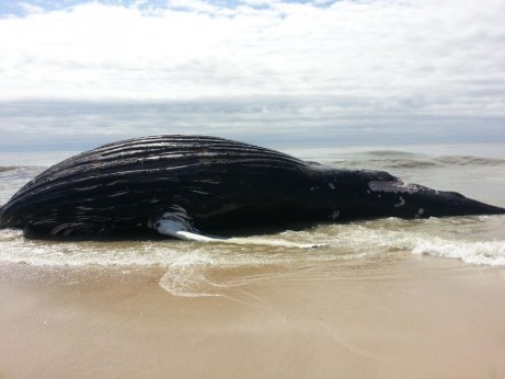 Beached Whale in Quogue 2 Jennifer Hardy-Hargett Beached Whale in Quogue