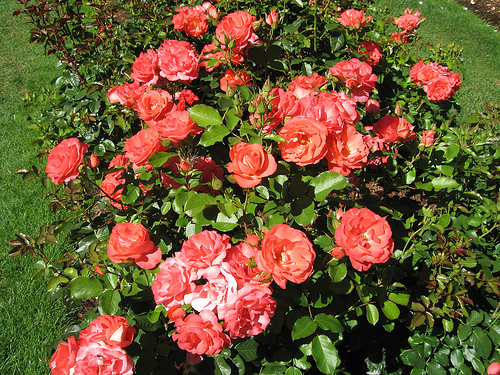 heirloom rose bush fuzzyjay heirloom rose bush
