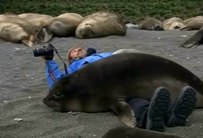 Cuddly Seal