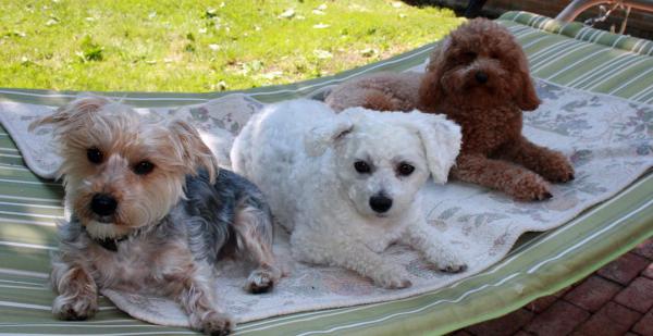Dogs-Terry, Lucy and Francie Dogs-Terry, Lucy and Francie