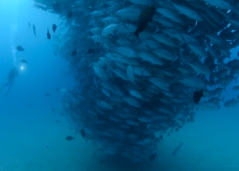 Tuna Tornado