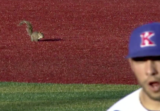 Squirrel Baserunner