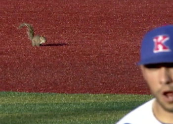 Squirrel Baserunner