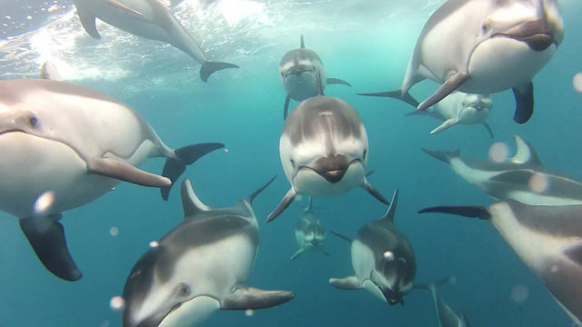 dolphin pod