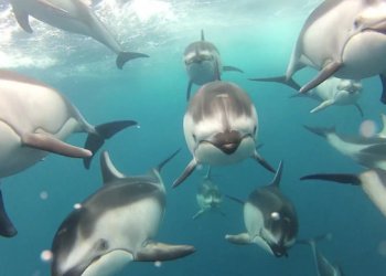dolphin pod