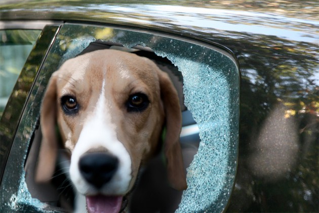 Doggie Broken Window