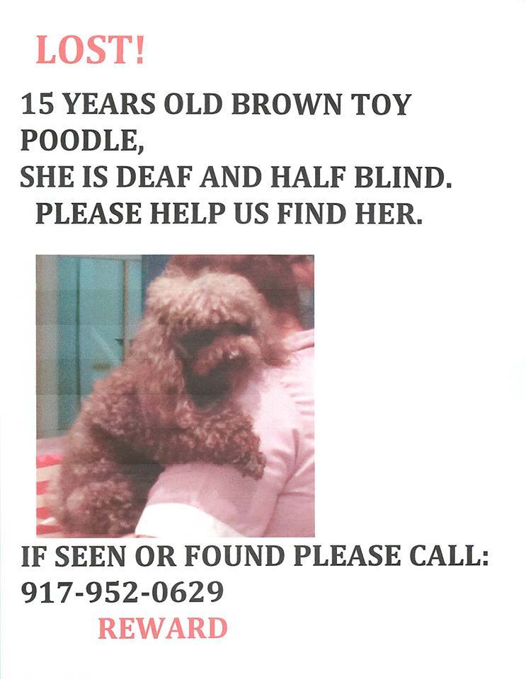 Poodle Lost