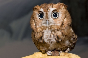 Eastern screech owl