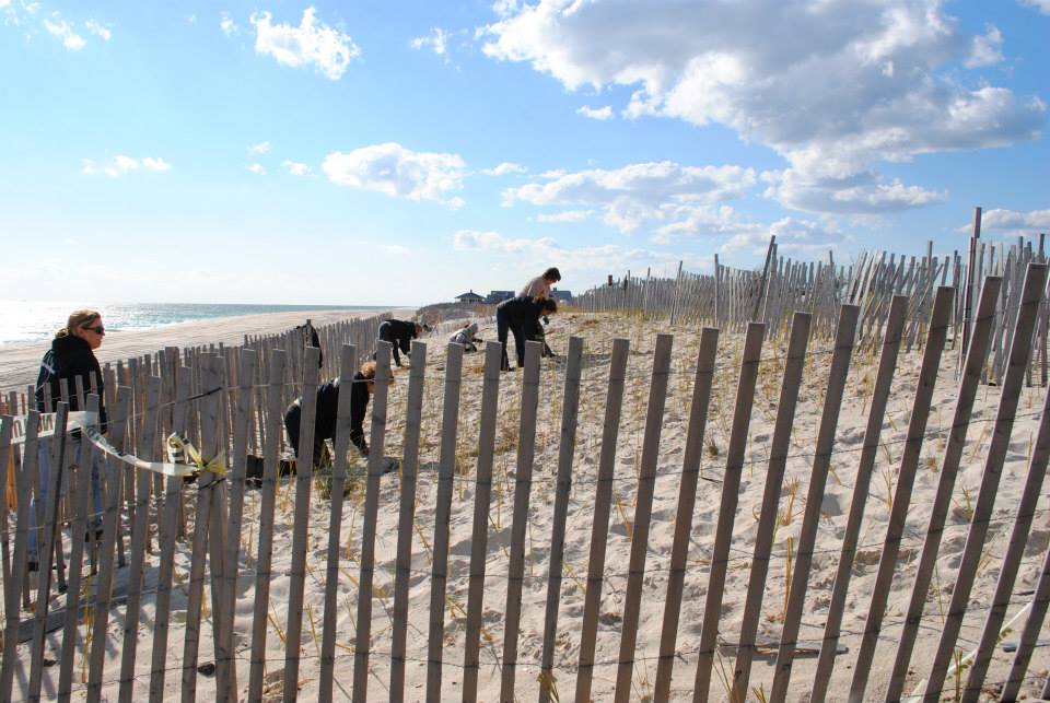 Planting seagrass at Tiana Beach. Photo credit: Paul Degrocco