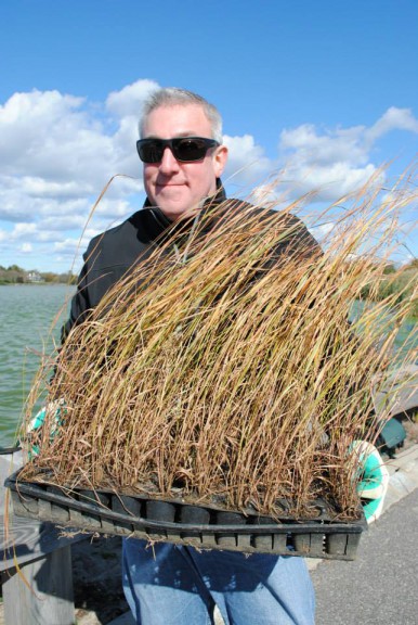Planting seagrass at Lake Agawam. Photo credit: Paul Degrocco