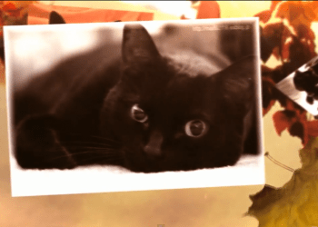 Screen Shot 2013-10-07 at 3.05.08 PM