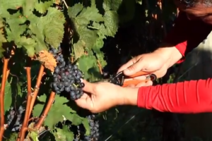 wolffer vineyard sagaponack grape harvest