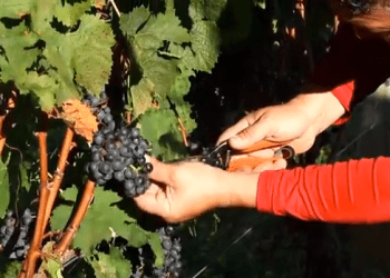 wolffer vineyard sagaponack grape harvest