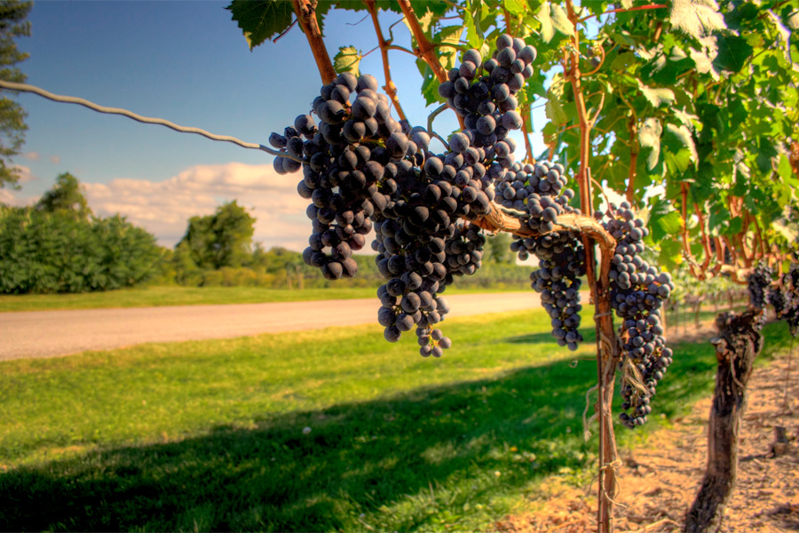 2013 was a great year on the vine!