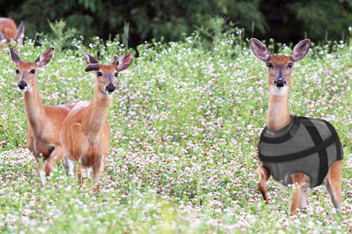 One of three deer wearing a DeerVest