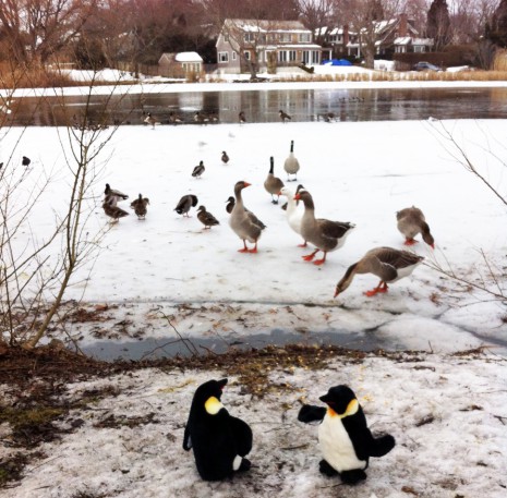 King penguins with geese and ducks on Lake Agawam in Southampton