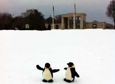 King penguins, Dalton and Craig, in Agawam Park in Southampton