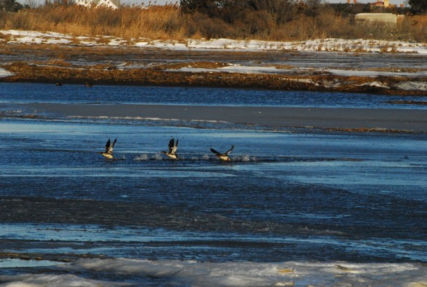 The ducks arrive soon after.