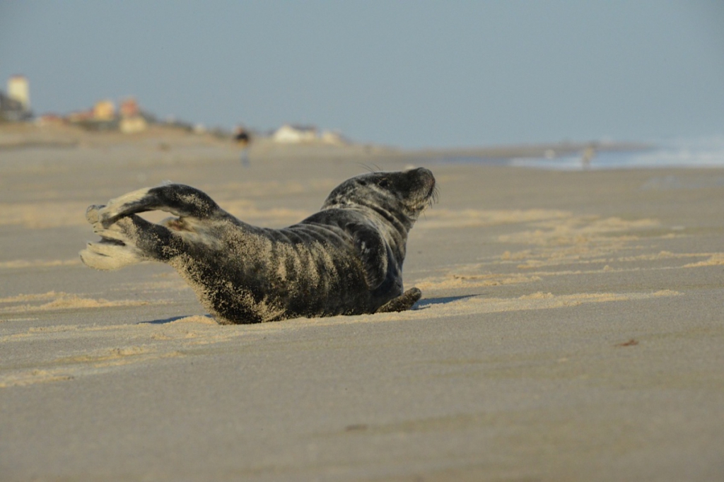  seal in southampton