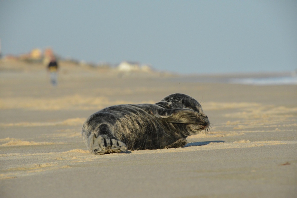  seal in southampton