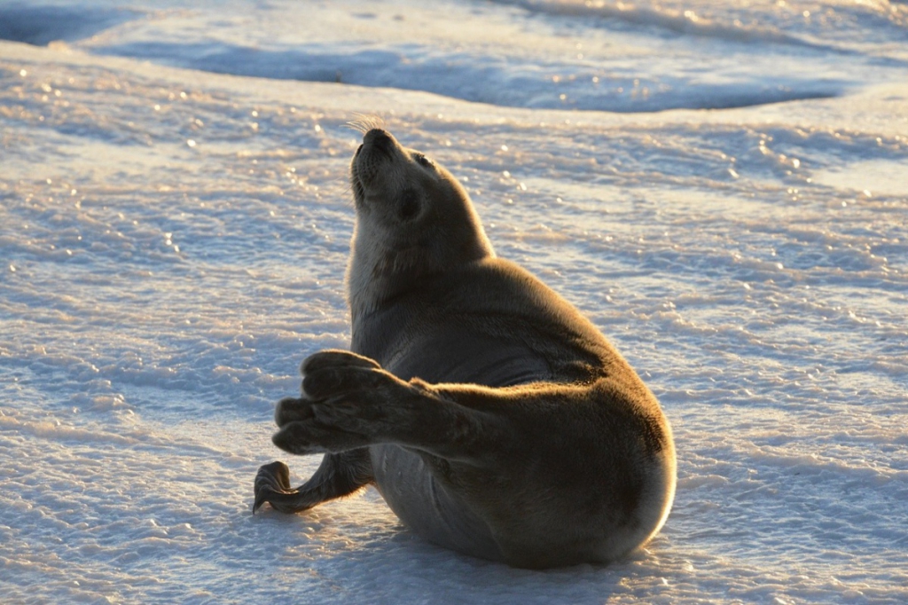 seal in southampton