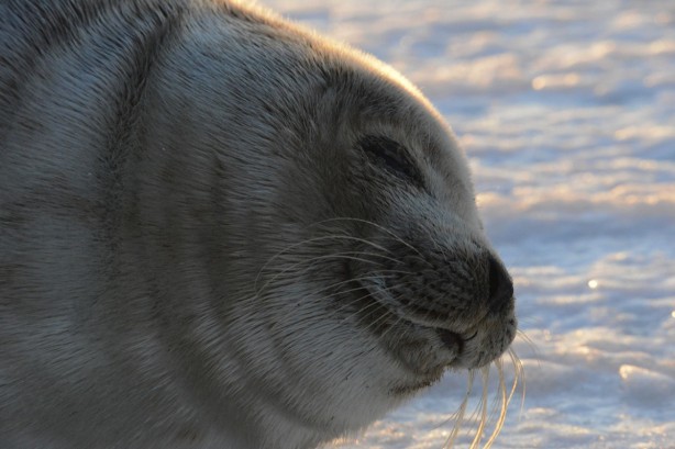  seal in southampton