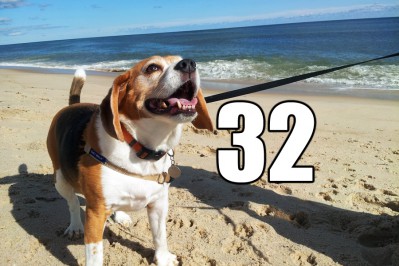 Walk your dog on a Hamptons beach before you can't! Photo of Waffle