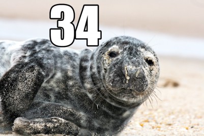50 Things to do Before Memorial Day Seal spotting #34