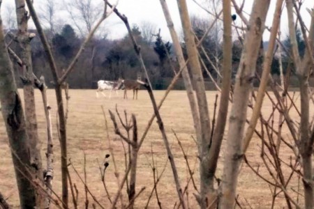 Piebald deer in Bridgehampton