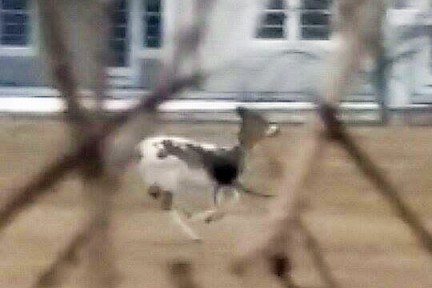 Piebald deer in Bridgehampton