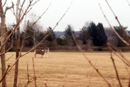 Piebald deer in Bridgehampton