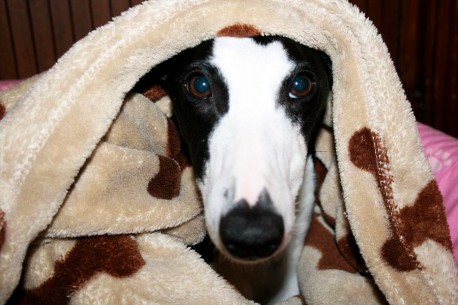 Clive Dog Supports Adoption