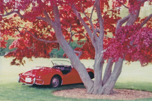Dan's Triumph T3 under a copper beech