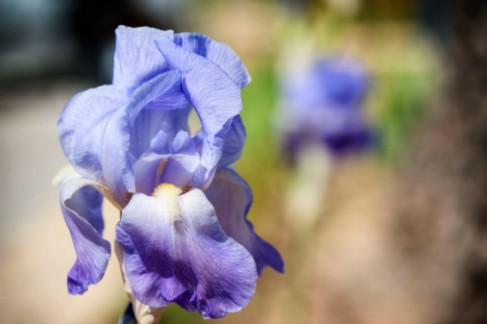 Bearded iris.