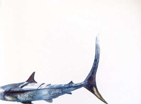 Blue Shark Tale of Woe by Dalton Portella