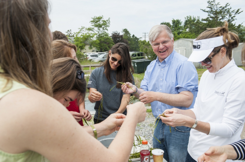 Assemblyman Fred W. Thiele Jr. and volunteers separate eelgrass shoots looking for seeds.