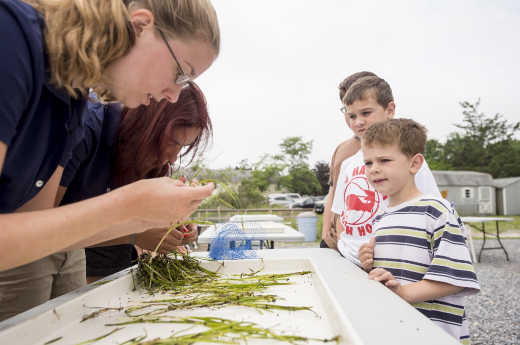 Volunteers separate eelgrass shoots looking for seeds.