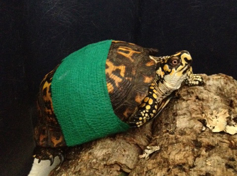 An injured turtle