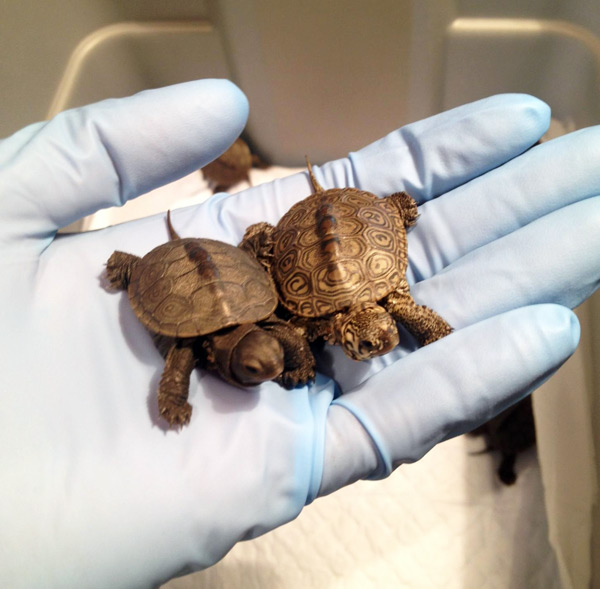 Lend turtles a helping hand