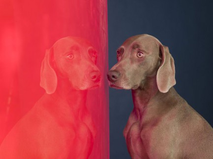 View Points by William Wegman
