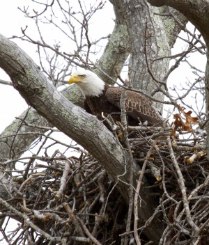 Mashomack Preserve eagle's nest