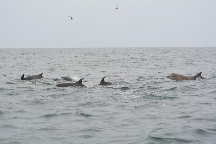 A pod of dolphins alongside The Sea Turtle