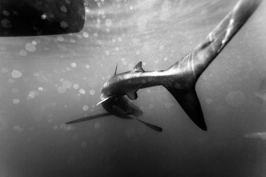 The resplendent blue shark