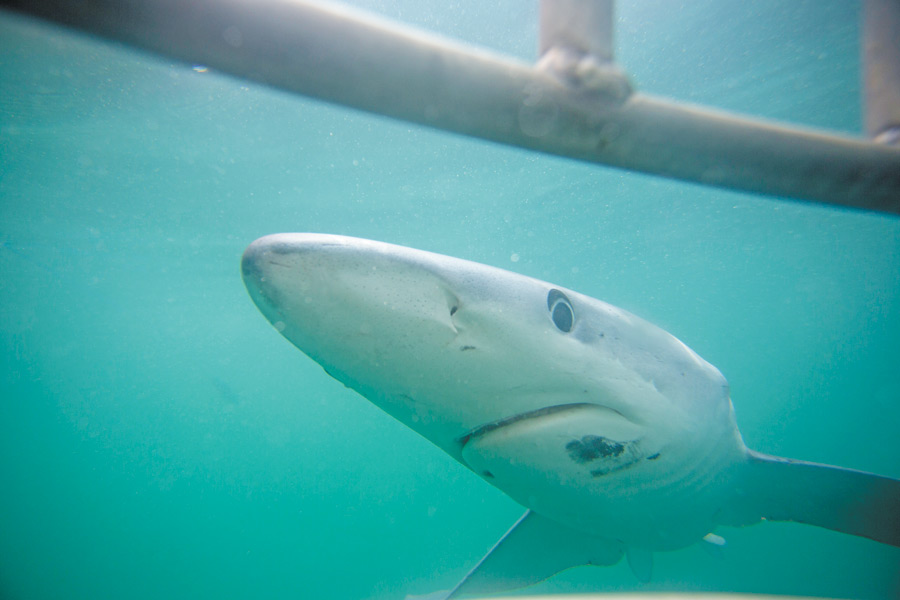 A blue shark up close