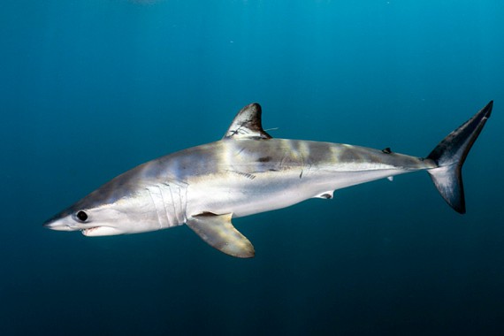 Shortfin mako shark