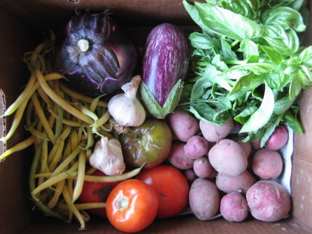 Recently harvested produce at Early Girl Farm by Andrea Parker