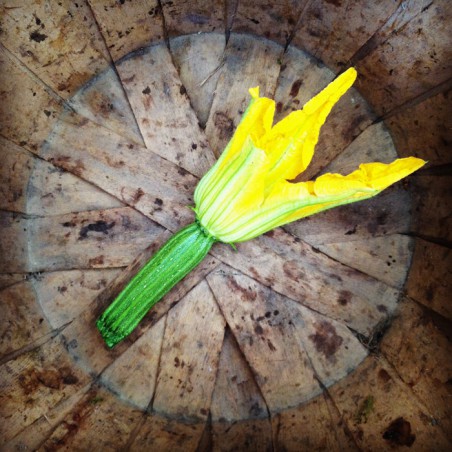 Zucchini at Early Girl Farm by Andrea Parker