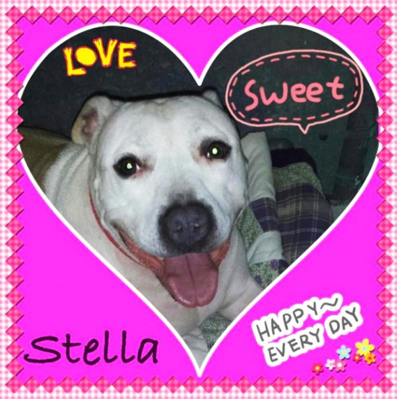Stella at Smithtown Animal Shelter needs a home