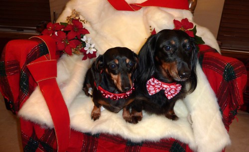 Lexington Park, Christmas 2012, dachshunds